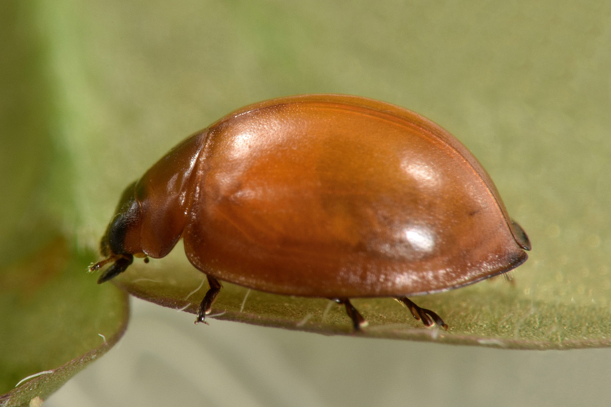 Coccinellidae immatura?  S, Exochomus sp.